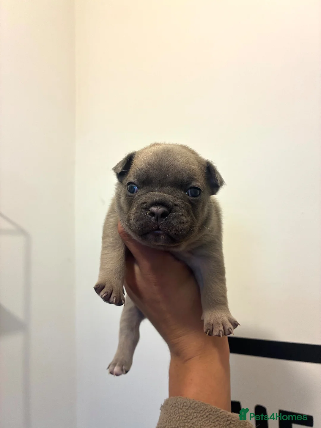 French Bulldog dogs for sale: French bulldog puppies  - Advert 18
