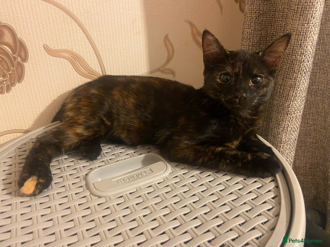 Mixed Breed cats for sale: Two siblings need rehoming  - Image 6