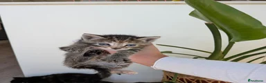 Tabby Girl 1