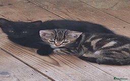 Domestic Shorthair cats for sale: ✨️ Beautiful 2 kittens 🩷🩵 Ready for homes now ✨️ - Image 19