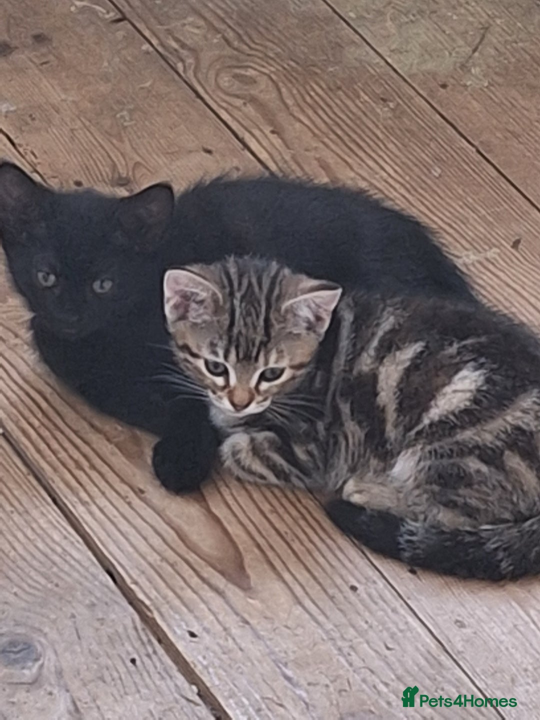 Domestic Shorthair cats for sale: ✨️ Beautiful 2 kittens 🩷🩵 Ready for homes now ✨️ - Image 19