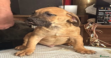 Cane Corso dogs - Advert 2