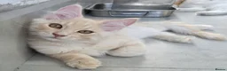 Maine Coon cats for sale: Rare Colour 3/4 Maincoon Ragdoll Mix Kitten - Advert 28