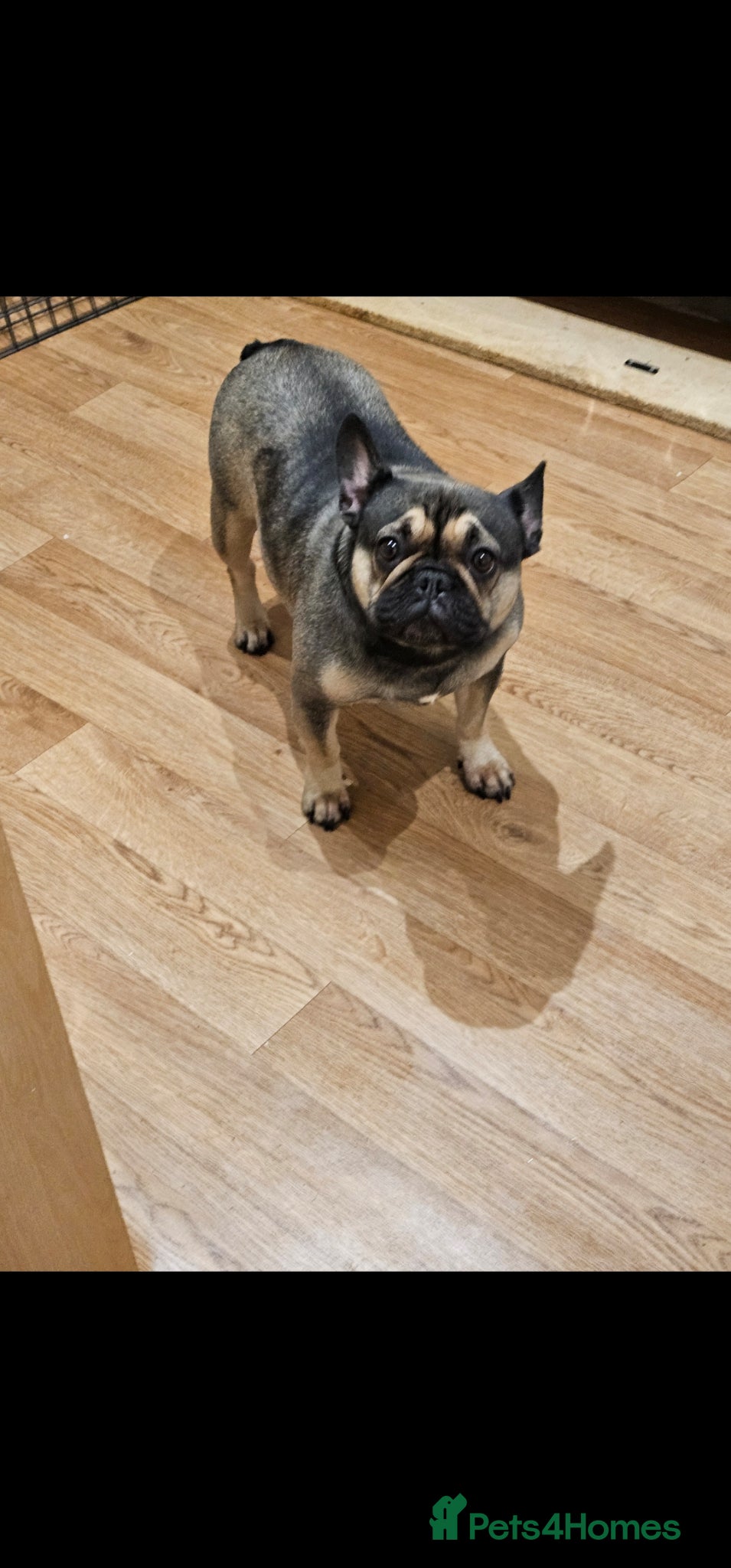 French Bulldog dogs KC REG FRENCH BULLDOG PUPS - Advert 1