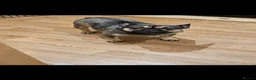 French Bulldog dogs for sale: KC REG FRENCH BULLDOG PUPS - Advert 1