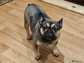 French Bulldog dogs KC REG FRENCH BULLDOG PUPS - Advert 12