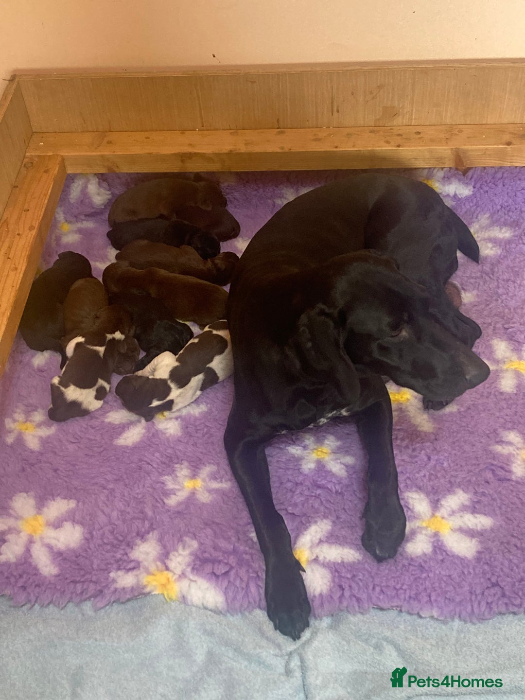 German Shorthaired Pointer dogs for sale: 2 boys left, from fully health tested family pets - Image 3