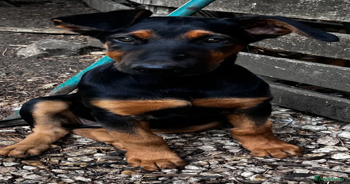 Dobermann Puppies for sale | Pets4Homes