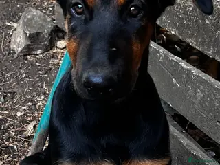 Dobermann dogs Beautiful litter of European Dobermann X - Advert 2