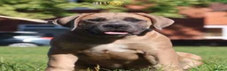 Boerboel dogs for sale: Imperial Boerboels  - Advert 4