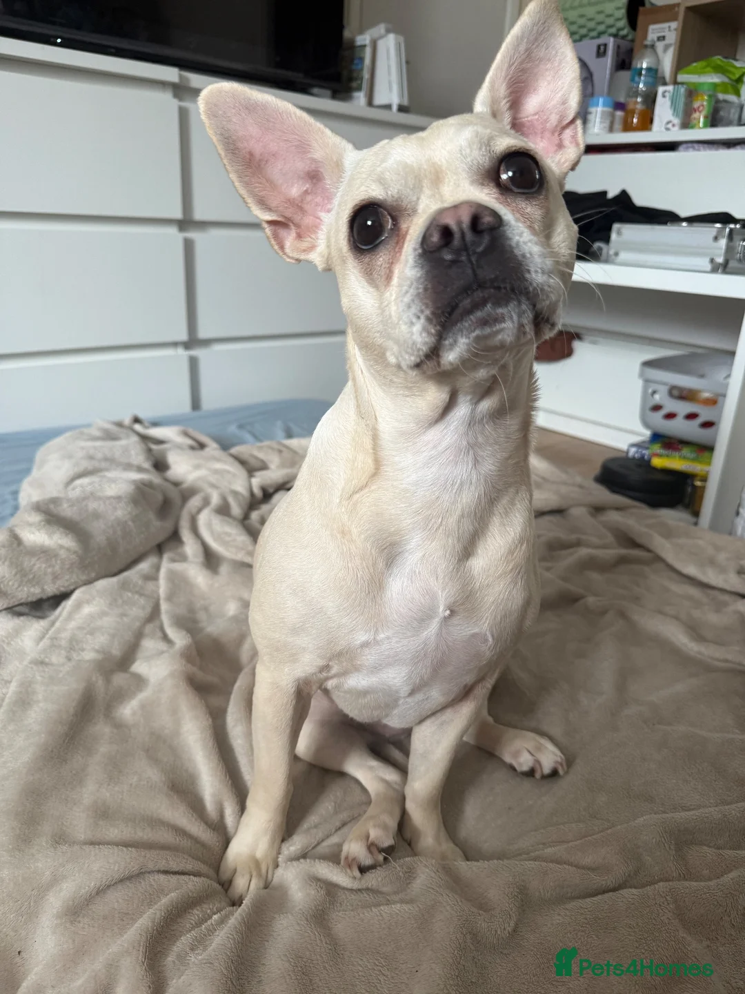 Mixed Breed dogs for sale: Female French cross looking for forever home - Advert 1