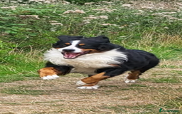 Bernedoodle dogs for sale: Health tested F1 tri bernedoodles last pup - Image 7