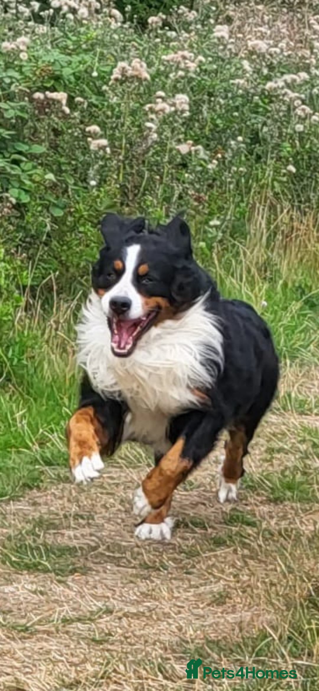 Bernedoodle dogs for sale: Health tested F1 tri bernedoodles last pup - Image 7