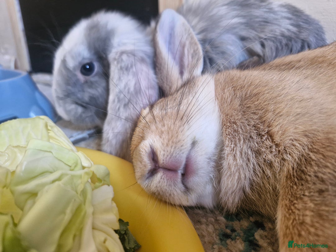 English rabbits for sale: Two male bonded rabbits - Image 2