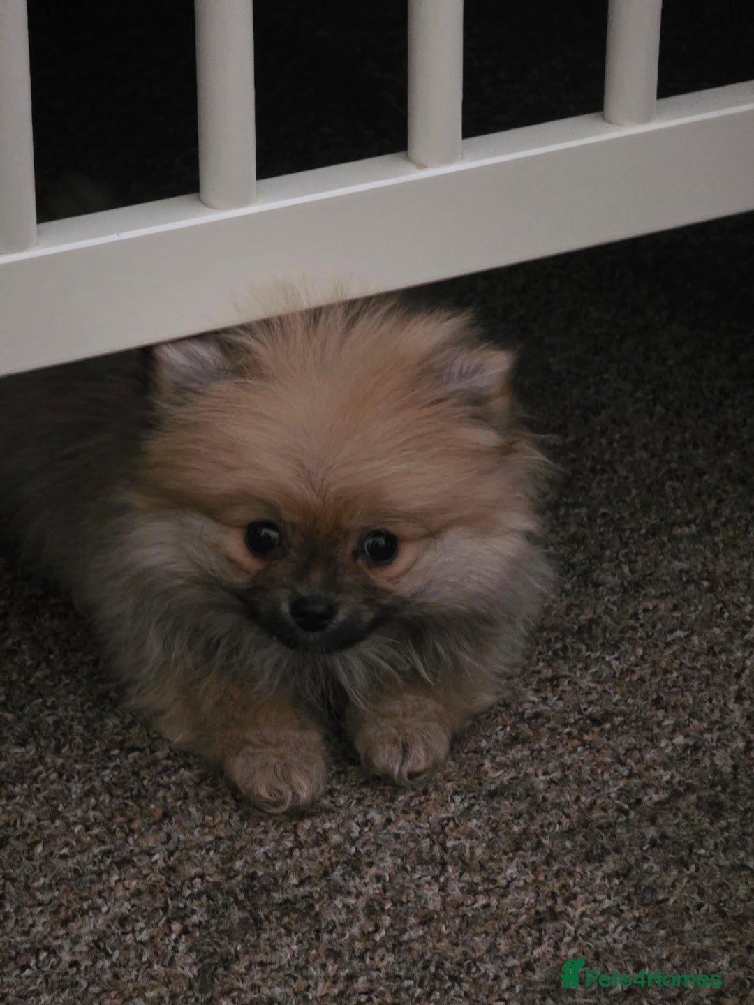 Pomeranian dogs for sale: Pomeranian - Advert 8