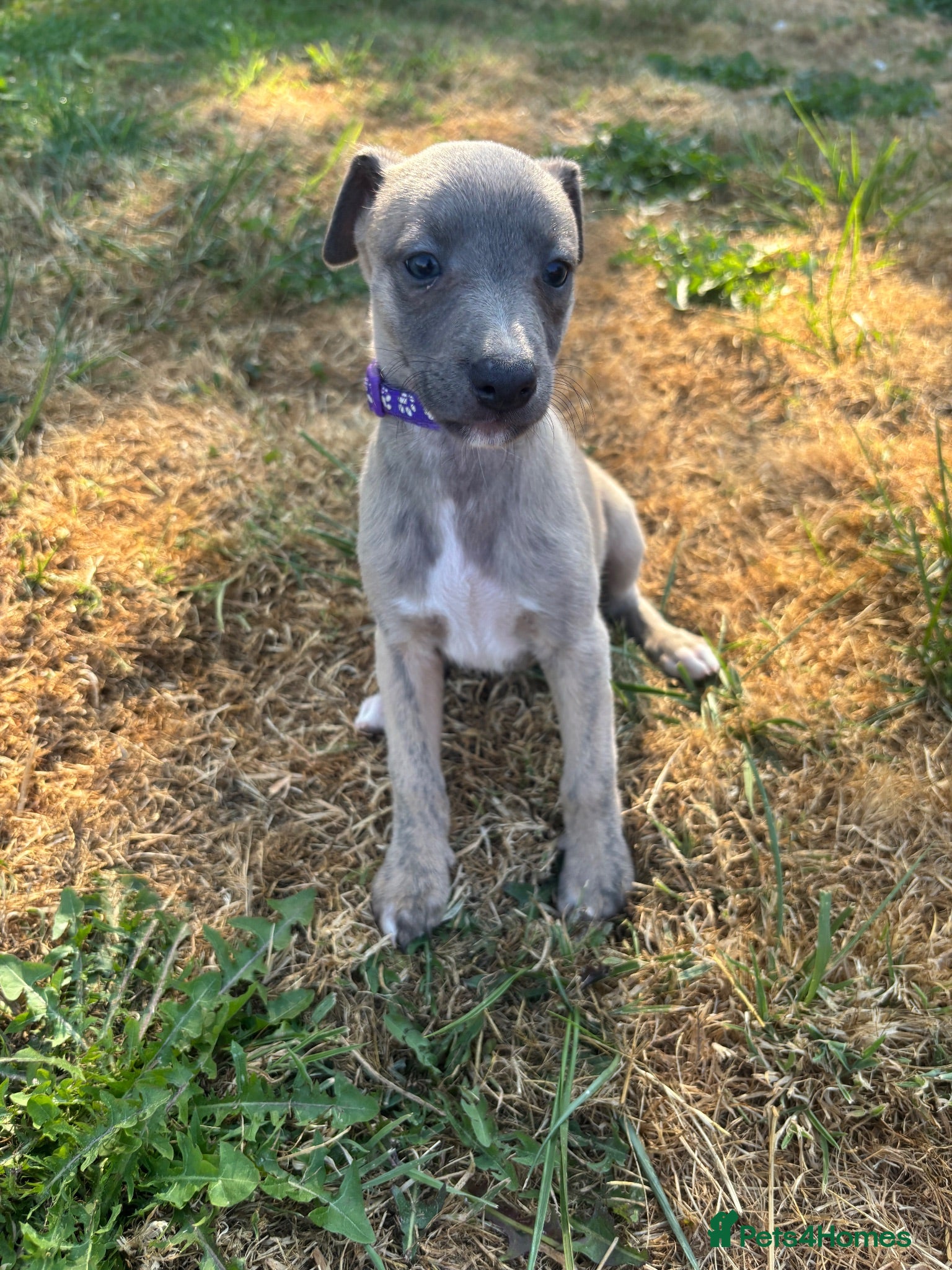 Whippet dogs KC Registered Whippet Puppies - Advert 10