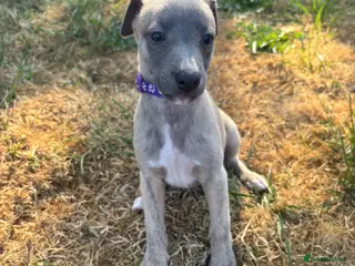 Whippet dogs KC Registered Whippet Puppies - Advert 10