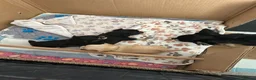 Chihuahua dogs for sale: Chihuahua pups for sale - Advert 5