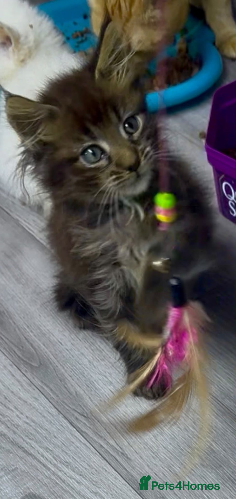 Maine Coon cats Mainecoons  - Advert 2