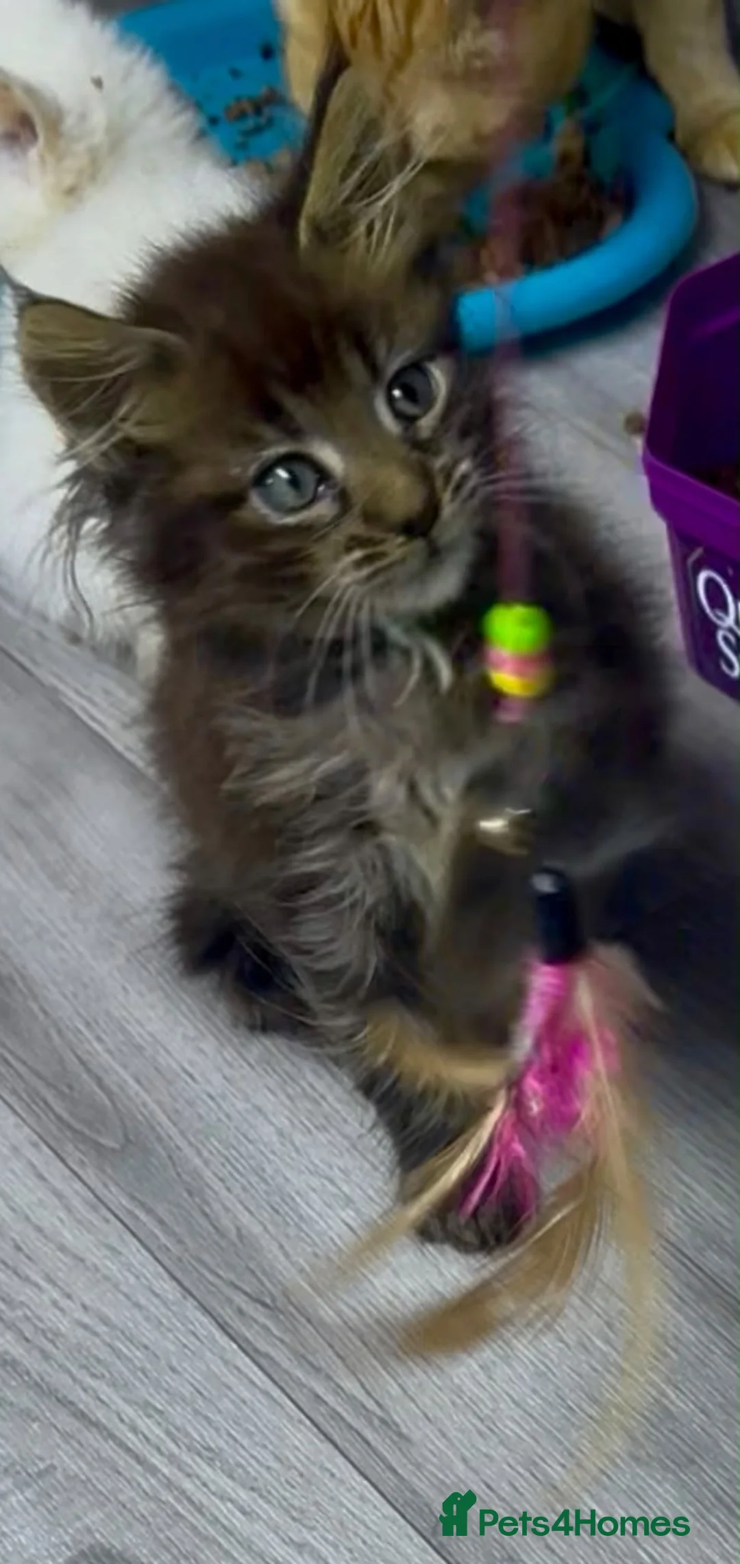 Maine Coon cats for sale: Mainecoons  - Advert 2