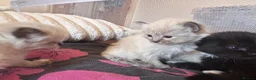 Mixed Breed cats for sale: Ragdoll x Maine coon kittens - Advert 7