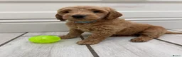 Double Doodle dogs for sale: Sunning littler of Australian Double Doodles  - Advert 17