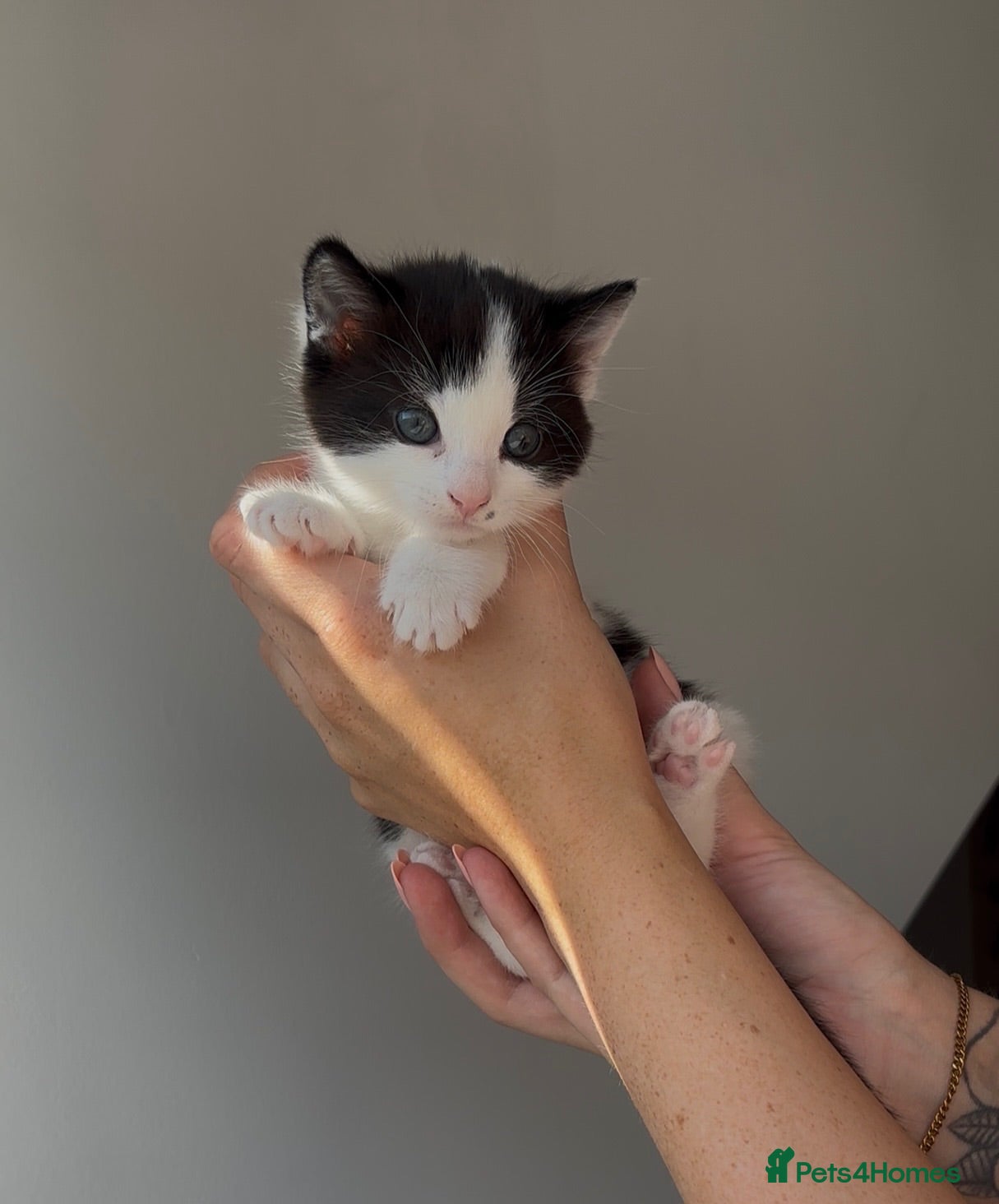 Mixed Breed cats boy kitten🩵🐄 *reserved* - Advert 20