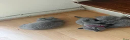 British Shorthair cats for sale: British short hair x chinchilla Persian kittens - Advert 3