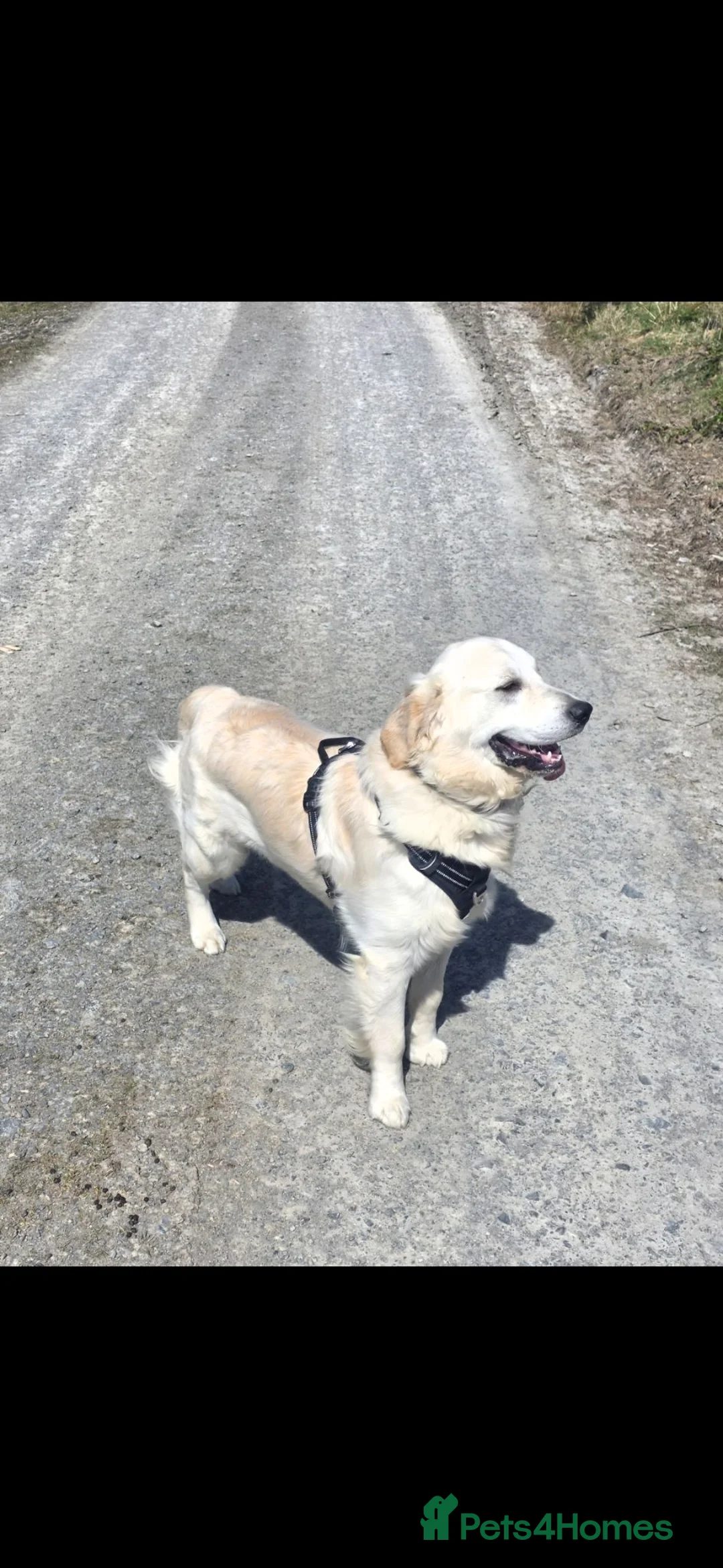 Golden Retriever dogs for sale: Gorgeous 11 month old male very reluctant sale - Advert 2