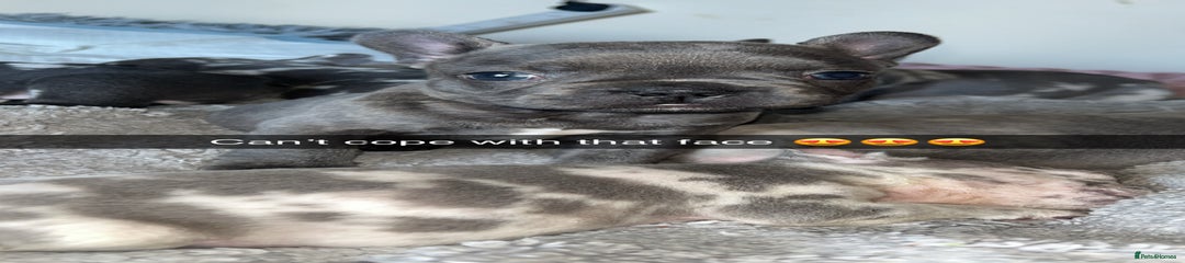 French Bulldog Puppy 5