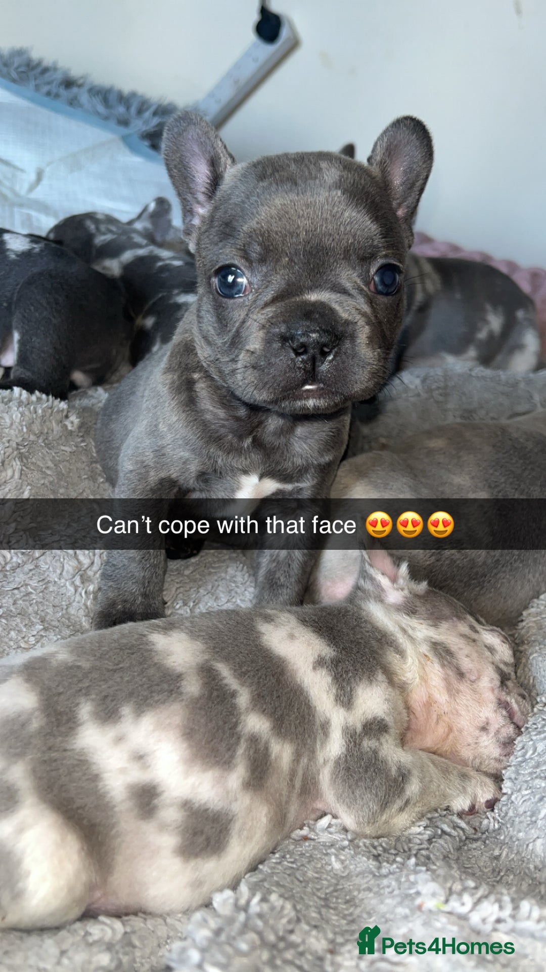 French Bulldog dogs for sale: Tri-colour Blue Merle Frenchie pups - Image 20