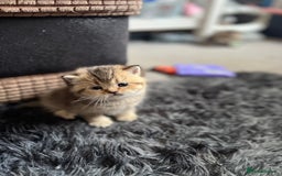 British Shorthair cats for sale: British shorthair kittens - Image 3