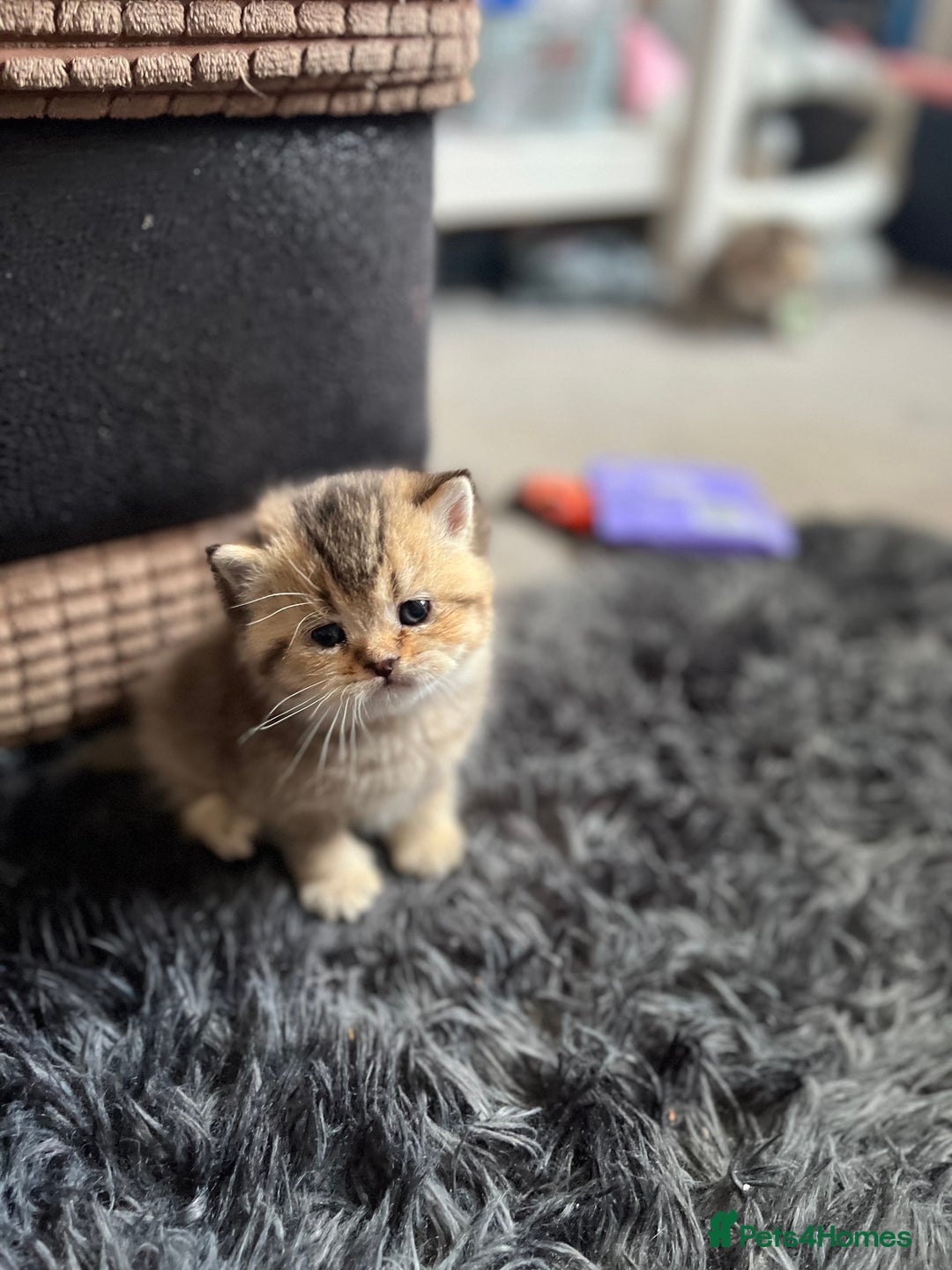 British Shorthair cats for sale: British shorthair kittens - Image 3