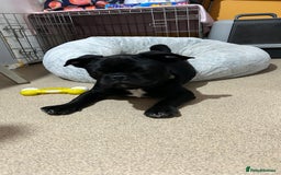 Frug dogs for sale: Male Frug  - Image 7