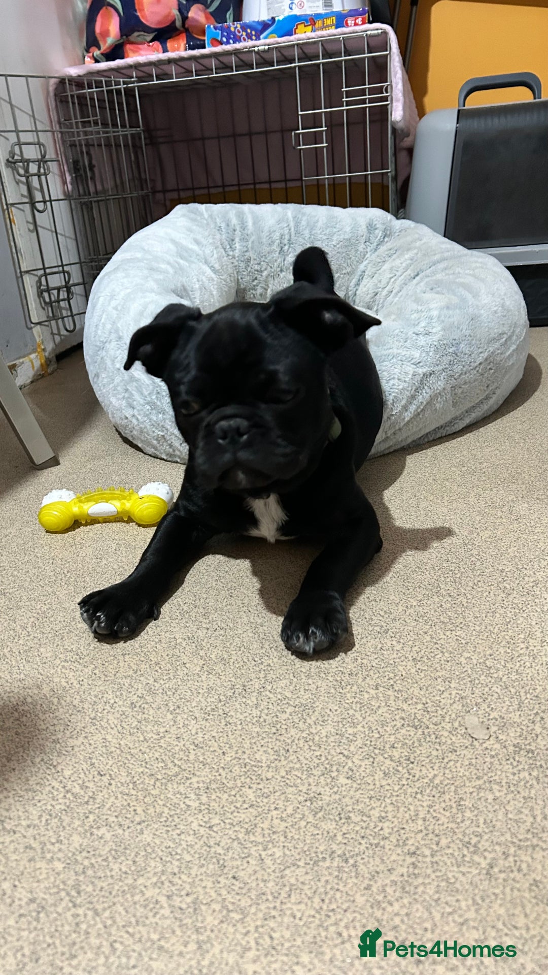 Frug dogs for sale: Male Frug  - Image 7