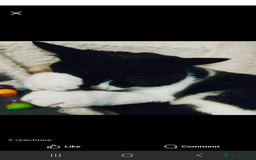 Domestic Shorthair cats for sale: Please read - Image 5