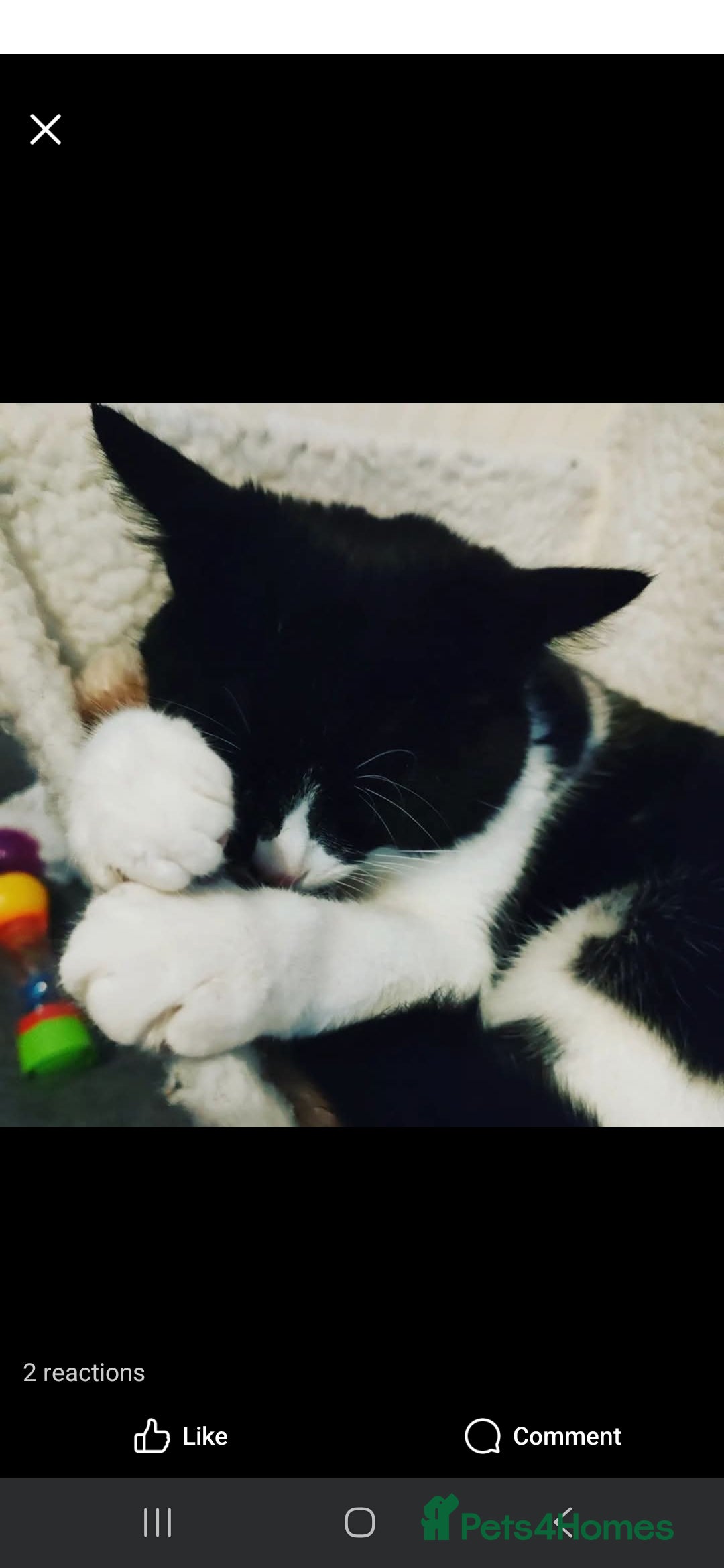 Domestic Shorthair cats for sale: Please read - Image 5