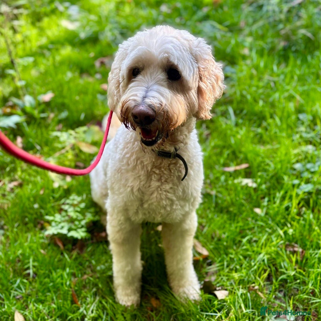 Goldendoodle dogs for sale: Beautiful male Goldendoodle looking for a home - Image 2
