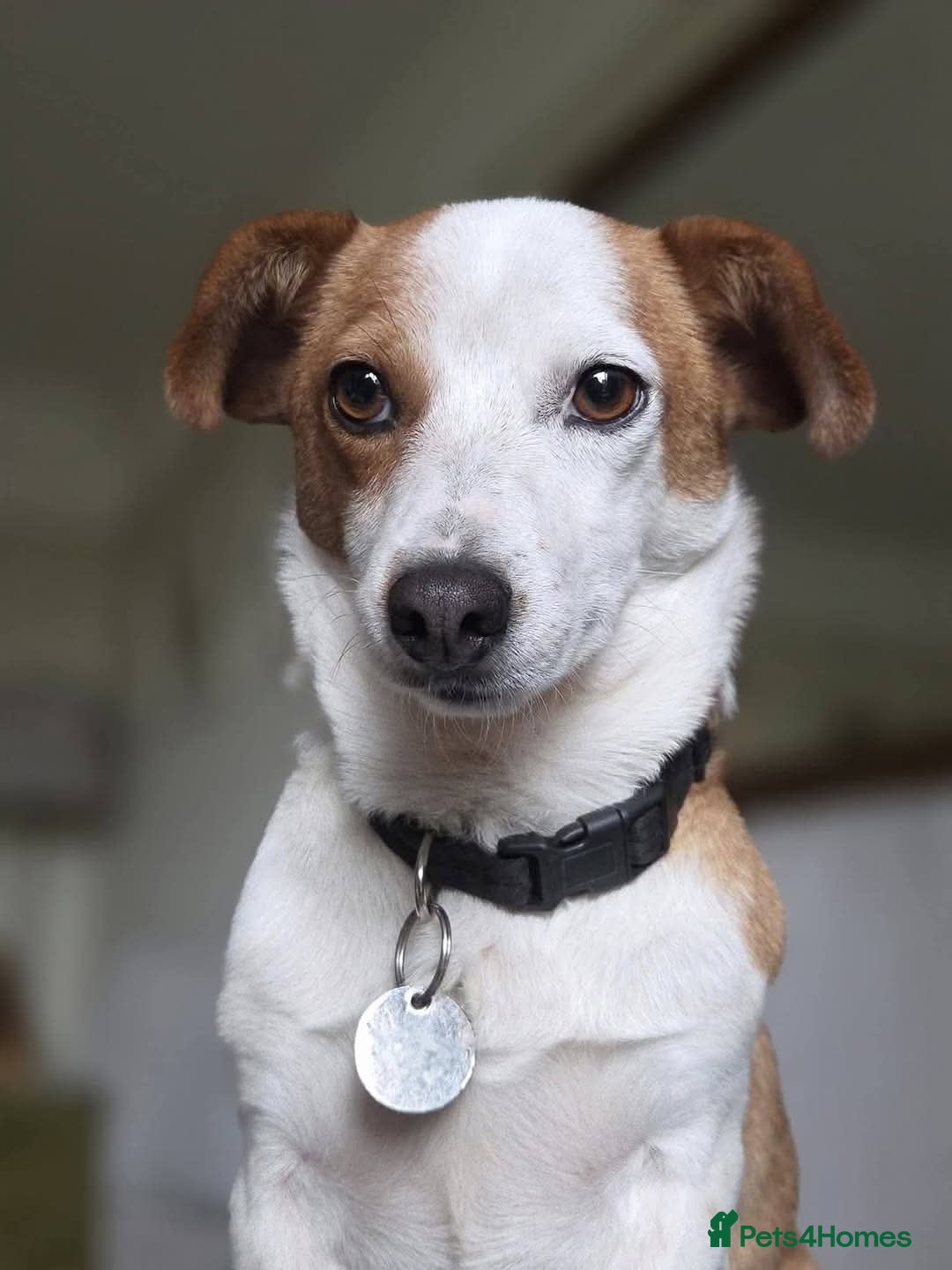 Mixed Breed dogs CRETA - FOR ADOPTION  - Advert 18