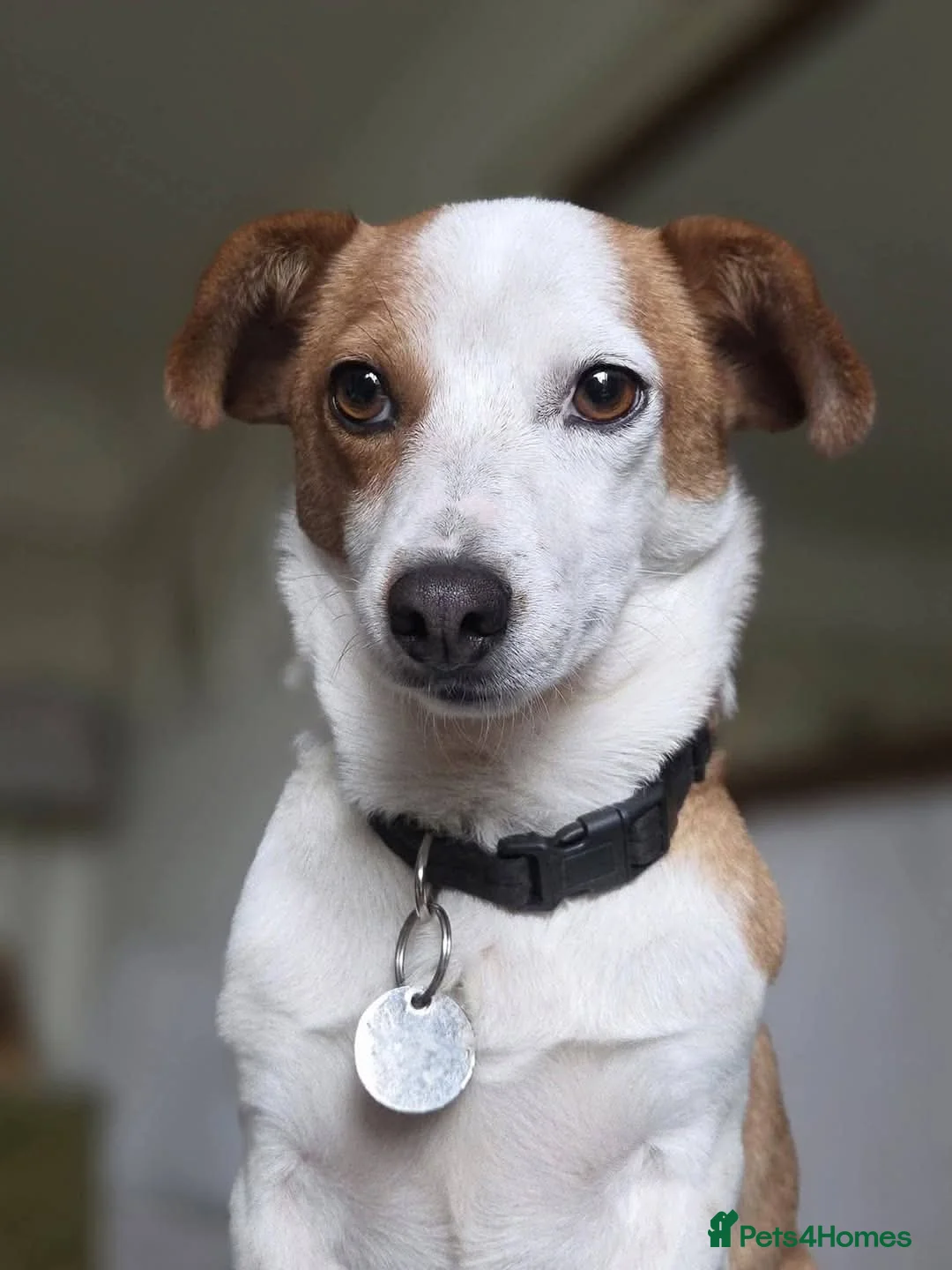 Mixed Breed dogs for adoption: CRETA - FOR ADOPTION  in Southport - Advert 1