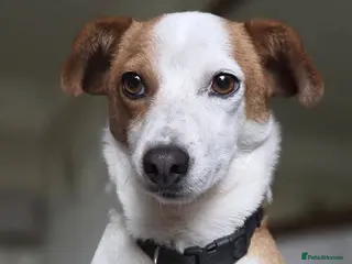 Mixed Breed dogs CRETA - FOR ADOPTION - Advert 1