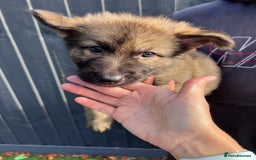 German Shepherd dogs for sale: German Shepherd Puppies, Ready to leave next week - Image 37