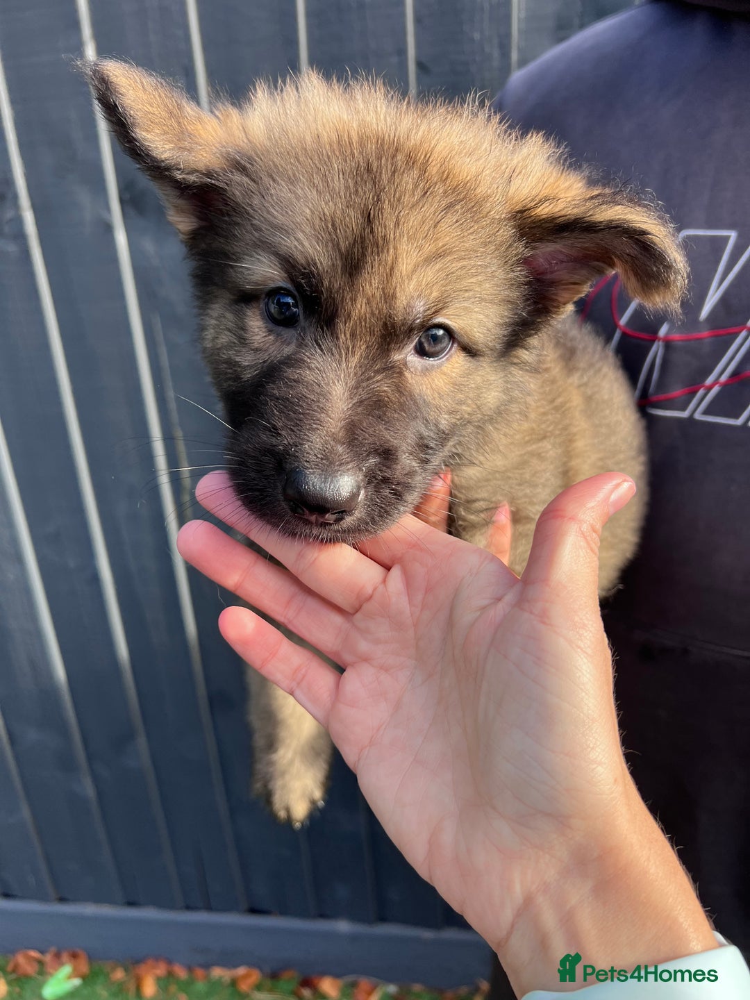 German Shepherd dogs for sale: German Shepherd Puppies, Ready to leave next week - Image 37