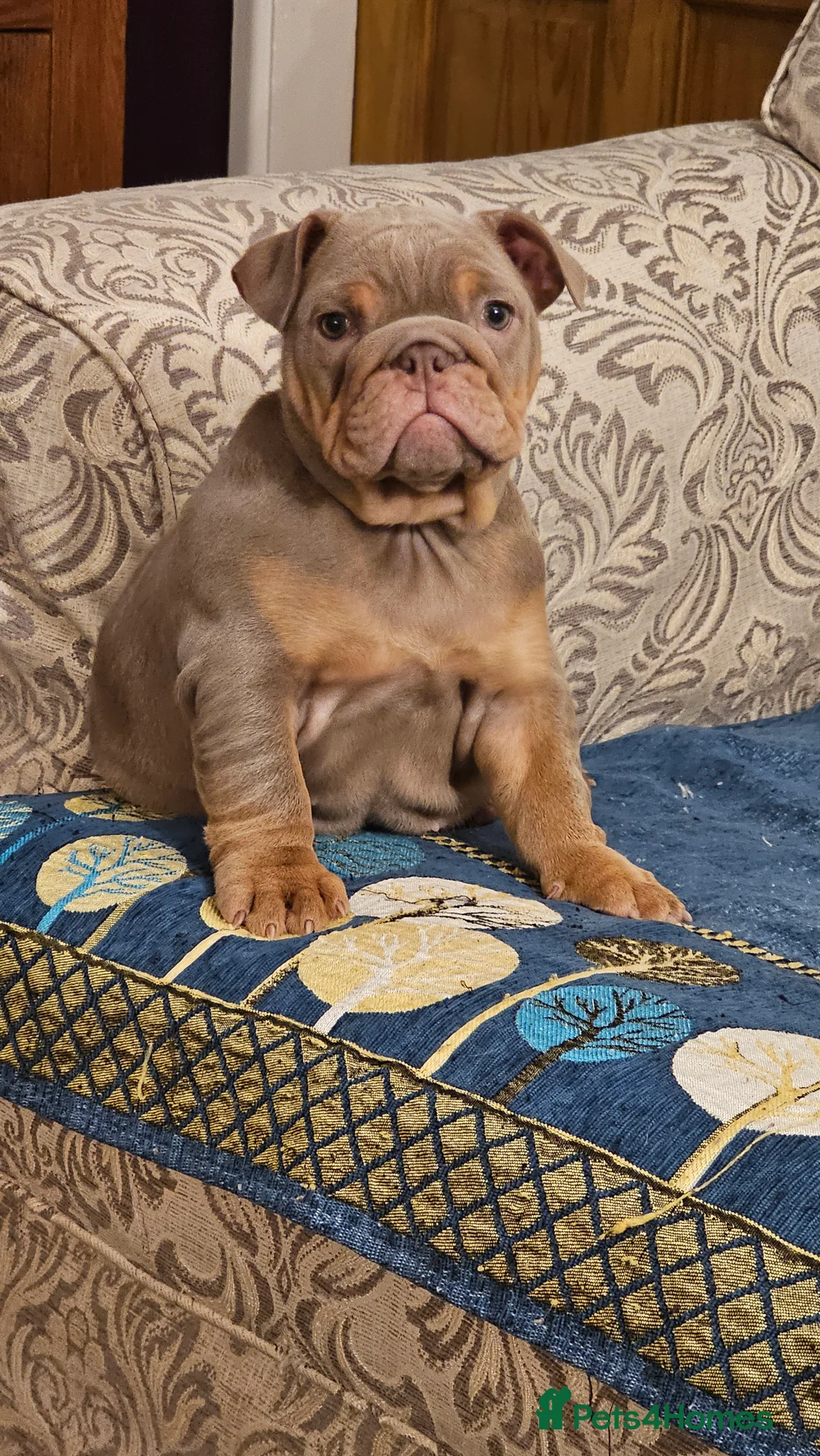 English Bulldog dogs for sale: English Bulldog - Advert 4