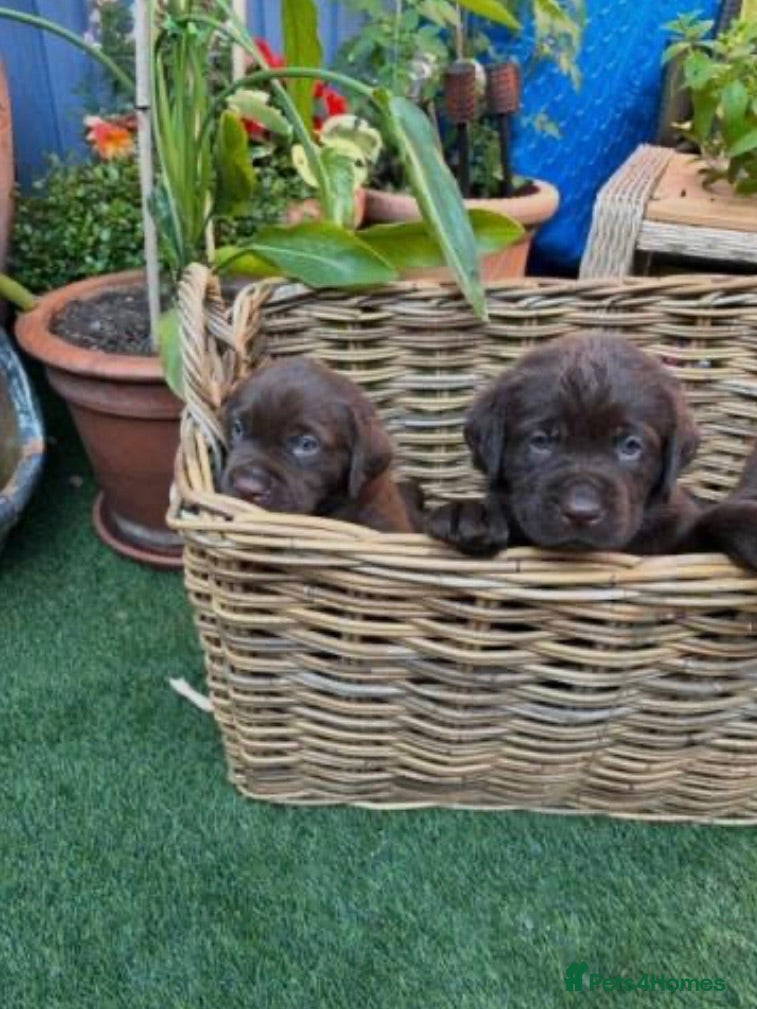 Labrador Retriever dogs Adorable chocolate Labrador pups 🐶 🏡 🍫  - Advert 1