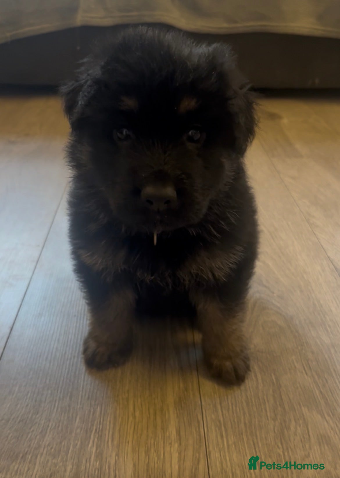 German Shepherd dogs German shepherd puppies - Advert 2