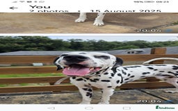 Dalmatian dogs for sale: Beautiful Happy Neutered Boy  - Image 12