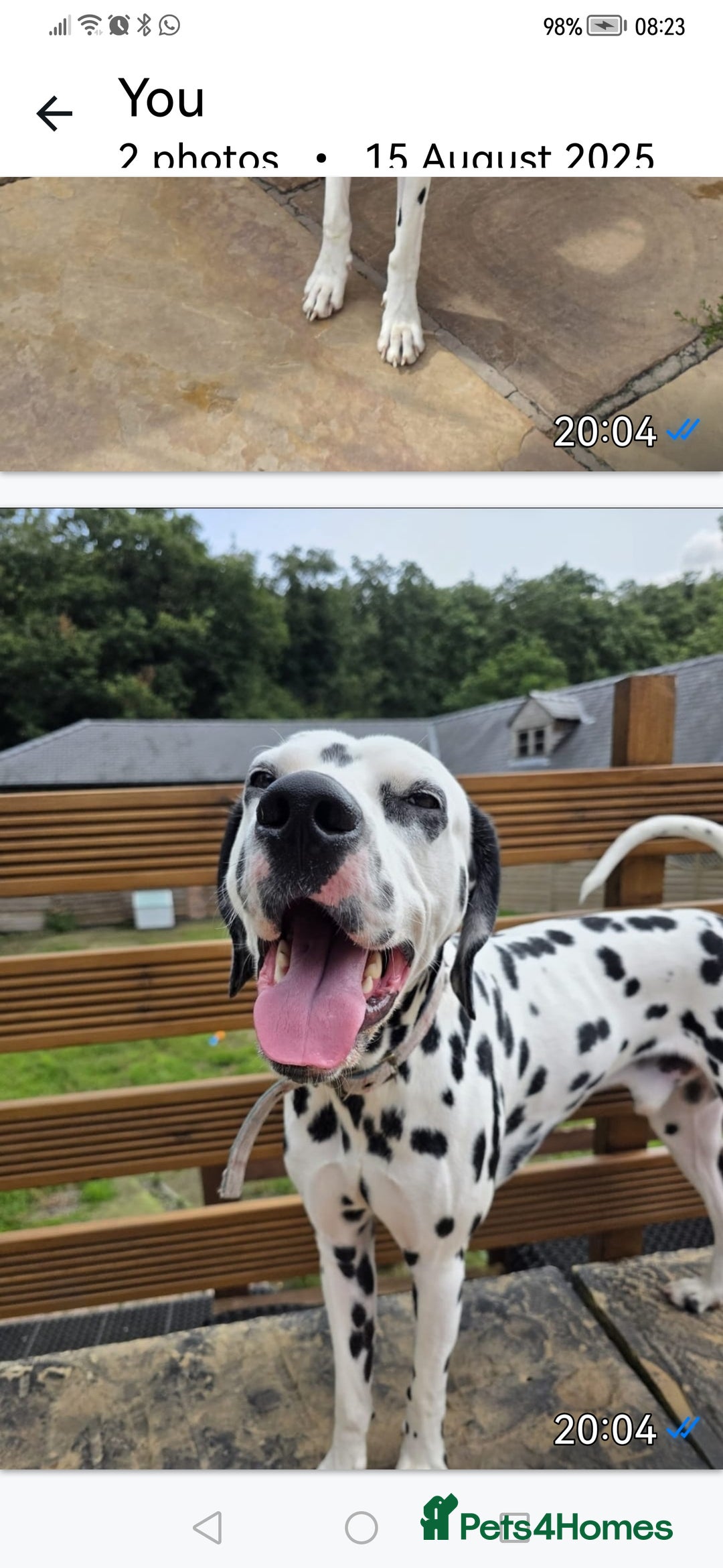 Dalmatian dogs for sale: Beautiful Happy Neutered Boy  - Image 12