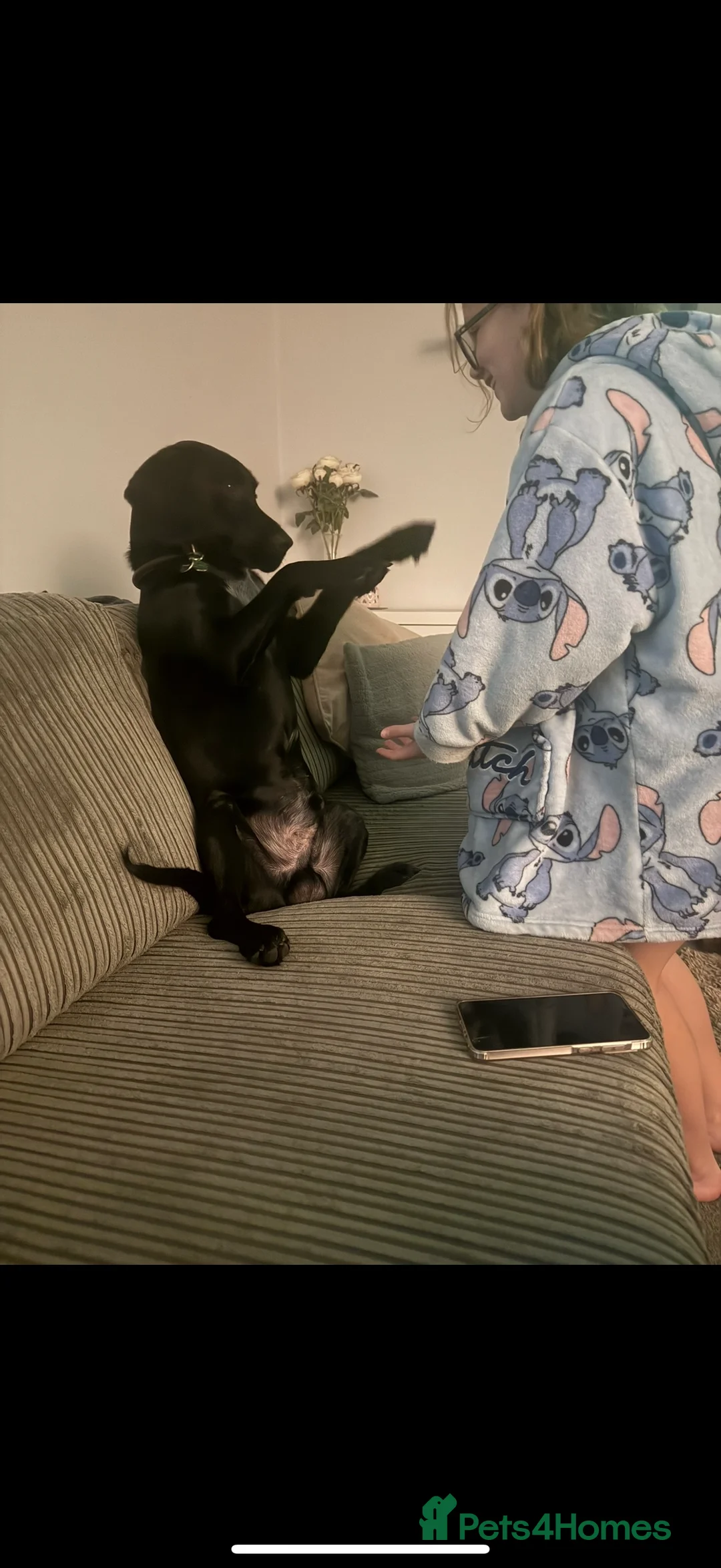 Springador dogs for sale: My baby needs a new home  in Doncaster - Advert 2