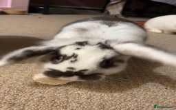 Mixed Breed rabbits for sale: Daphne and Velma need a loving home  - Image 2